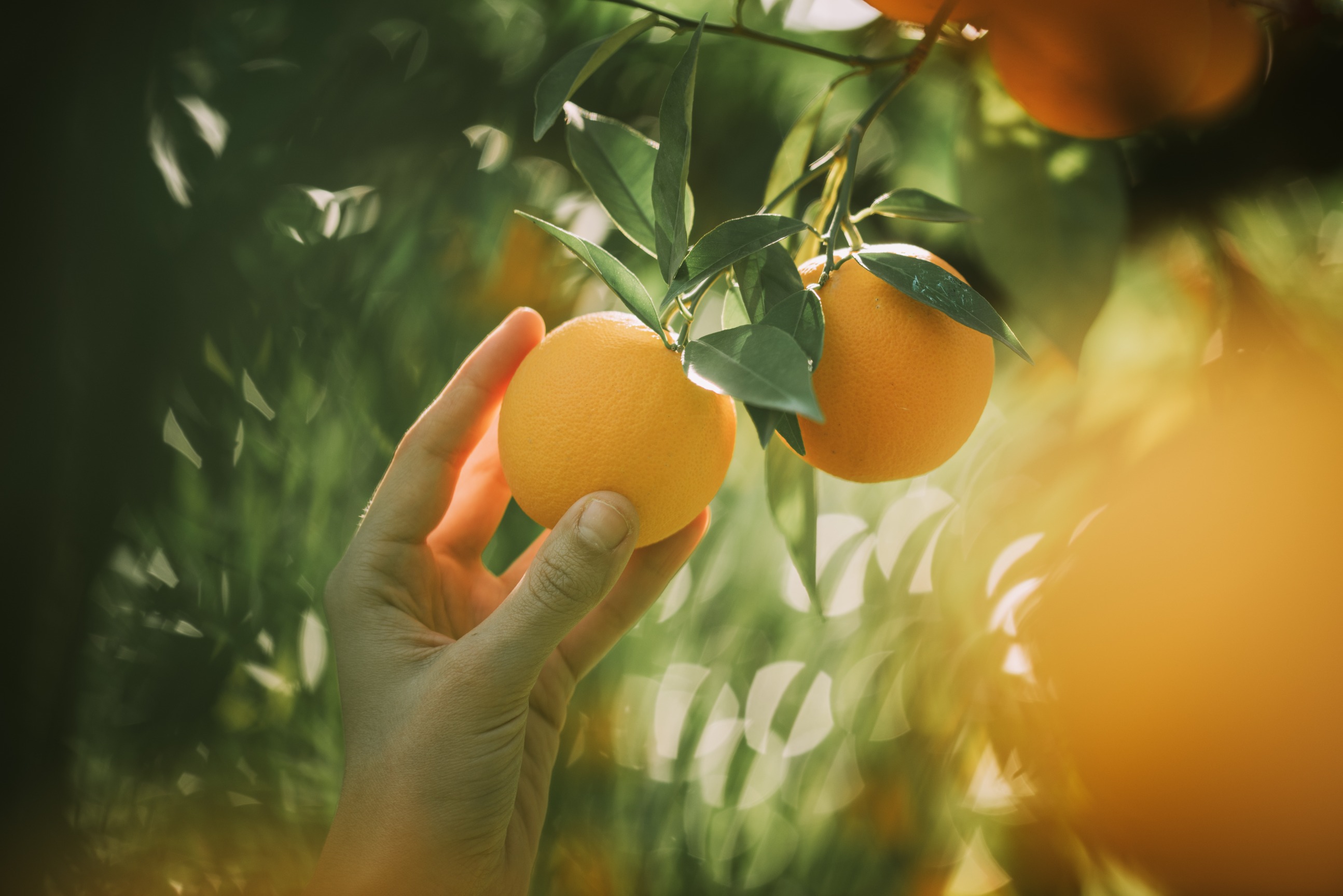 Aliança Contra a Fome e a Má Nutrição em Portugal